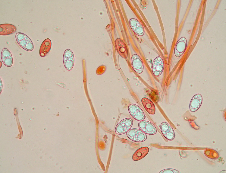 Oggi N� 2... 12 Giugno 2010